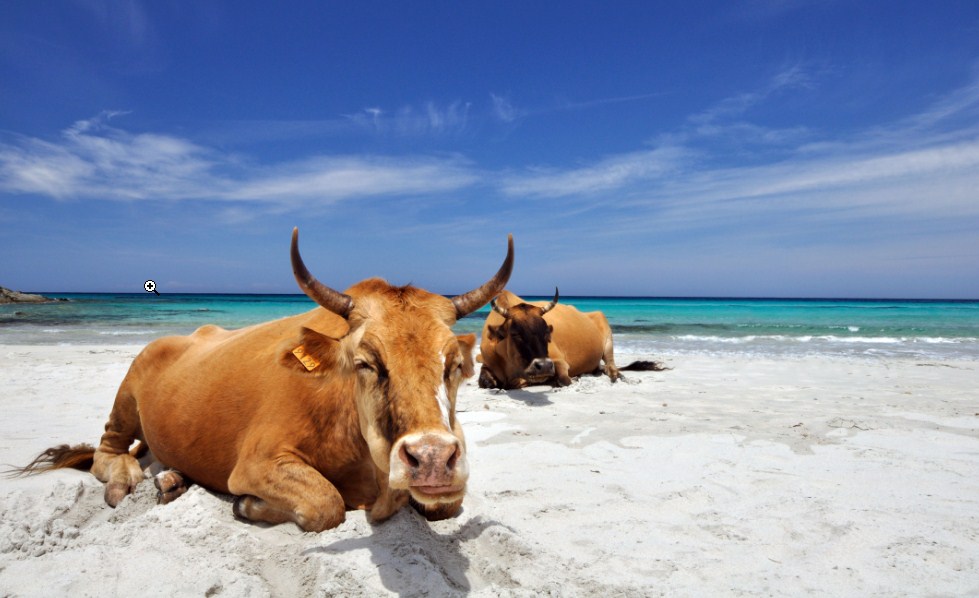 Saleccia beach Corsica unusual cow beach