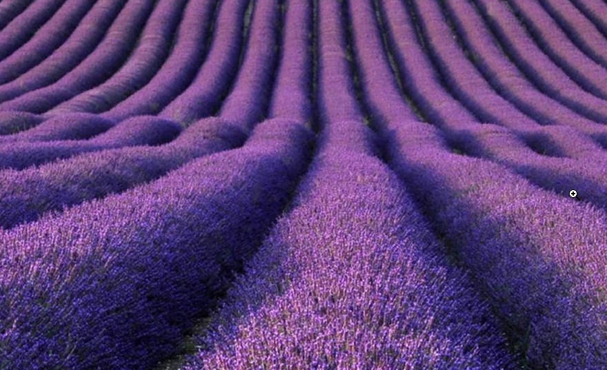 lavender fields in london